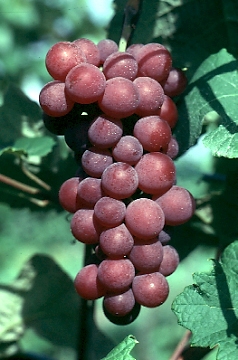Delight Seedless Grape Vine