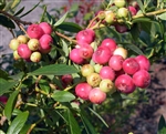 BLUEBERRY RABBITEYE BLUEBERRY VACCINIUM 'PINK LEMONADE'  Zone 5