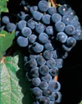 MARQUETTE-Dark Red Wine grape ultra cold weather tolerant Zone: 3