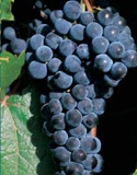 MARQUETTE-Dark Red Wine grape ultra cold weather tolerant Zone: 3