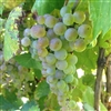 FRONTENAC BLANC-YELLOW TO GOLD WHITE WINE GRAPE-Ultra cold weather vine Z-3