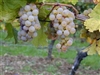 Grape Vine RIESLING GERMAN GRAPE VINE Zone 5