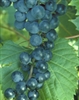 BLUEBELL-Blue-Black Table Grape ultra cold weather tolerant Zone: 3