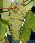 Grape Vine SAUVIGNON BLANC FRENCH GRAPE VINE  Zone 6