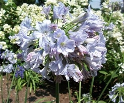 AGAPANTHUS AFRICAN SKY BLUE--SUMMER SKIES LIGHT BLUE FLOWERS ZONE 5