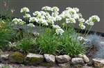 AGAPANTHUS GETTY WHITE--LILY OF THE NILE WHITE FLOWERS ZONE 8B