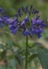 AGAPANTHUS AFRICAN BLUE--STORM CLOUD BLUE FLOWERS ZONE 7