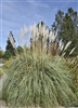 REPLACED BY CORTADARIA SELLOANA  Pampas Grass-Erianthus ravennae Zone:  5-6