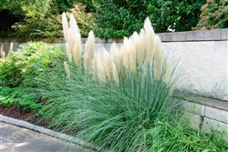 Cortaderia selloana-Hardy Pampas Grass  Zone:  5-6