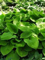 HOSTA 'AUGUST MOON'-Large Yellow White bloom lavender blush Z 3-9