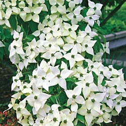 DOGWOOD KOUSA WHITE FLOWERING DOGWOOD-Cornus kousa chinensis-White Blooms Red Berries Zone: 5