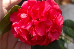 CAMELLIA KRAMER SUPREME CAMELLIA-Camellia japonica-Double Red Bloom Zone 8b