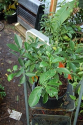 ORANGE CALAMONDIN ORANGE TREE-Citrus mitis Zone 8b