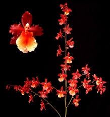 ONCIDIUM K337 PACIFIC SUNRISE HAKALAU TROPICAL Z 9+