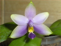 Phal. KA5036 VIOLACEA F. COERULEA X BELLINA F. COERULEA Tropical Z 9+