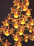 O444  ODONTOCIDIUM CATATANTE 'KILAUEA KARMA'  TROPICAL Z 9+