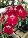 MILTONIA BERT FIELD CRIMSON GLOW TROPICAL Z 9+  TROPICAL Z 9+