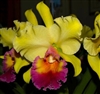 Blc Goldenzelle 'Golden Sapphire' x Delta Mist Cattleya Orchid Tropical Z 9+