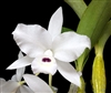 C. shinneri alba White blossom with spot of Purple Zone 9+ Tropical