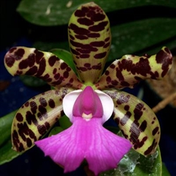 C. Maikai x C. Aclandiae hybrid From Brazil Zone 9+ Tropical