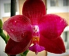 OUT OF STOCK RIGHT NOW Phal. Violacea Red USA x Self KA6015 Zone 9+ Tropical
