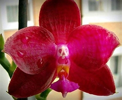 OUT OF STOCK RIGHT NOW Phal. Violacea Red USA x Self KA6015 Zone 9+ Tropical