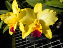 CATTLEYA TOKYO MAGIC  Tropical Z 9+