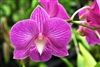 OUT TILL SUMMER... Dendrobium Burana Stripe-Fuschia to Pink Bloom with Whitish Center  Tropical Z 9+