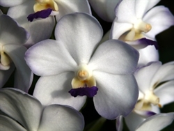 OUT TILL SUMMER....T-4580 Vasco. Viboon Velvet 'Perfection'-Vanda Orchid-White with Violet Edges and Yellow Center Blooms