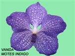 T-4863 Montes Indigo' Vanda-Purple bloom Tropical Z 9+