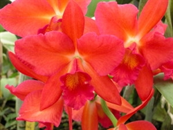 OUT TILL SUMMER  T-4548 Slc. Rajah's Ruby â€˜Sweetheartâ€™-Red-Orange Bloom Tropical  Z 9+