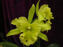 T-4655 Blc. Ports of Paradis 'Gleneyrie's Green Giant'-Lime Green to Pale Green Blooms Tropical Z 9+