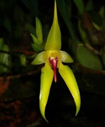 Bulbophyllum carunculatum Garay-Bloom Lime Green with Dark Red Center Lip Tropical Z 9+