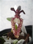 BULBOPHYLLUM LASIOCHILUMM FX RED