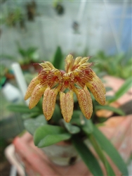 BULBOPHYLLUM cornu-cervi-Brown to Reddish Cupped Bloom Tropical  Z 9+