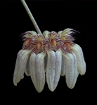 BULBOPHYLLUM ROXBURGHII 'GOLD COUNTRY''-Light Tan Almost White with Reddish Brown Lips in Multibloom Profusion