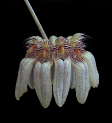 BULBOPHYLLUM ROXBURGHII 'GOLD COUNTRY''-Light Tan Almost White with Reddish Brown Lips in Multibloom Profusion