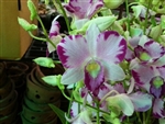 Orchid 872-Den. Burana Jade x Anand Satyanand-HybridTropical Zone 9+