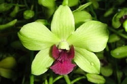 Orchid 873-Den. Burana Jade x Goh Pi Kuan-HybridTropical Zone 9+