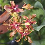 Orchid 874-Den. Burana Jade x Lasianthera-HybridTropical Zone 9+