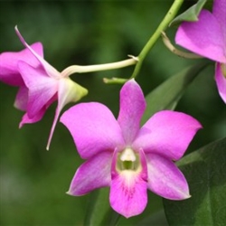 Den. Napporn Pink Tropical Z 9+