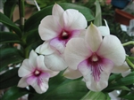 Den. White with Red Lip Tropical Z 9+