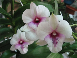 Den. White with Red Lip Tropical Z 9+