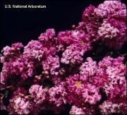 Crape Myrtle-Lagerstroemia Catawba Violet-Purple Blooms Zone 7