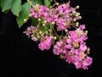 Crape Myrtle Lagerstroemia- Miami  Dark Pink Blooms Zone 7