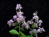 Crape Myrtle Lagerstroemia- Muskogee  Lavender Blooms Zone 7