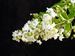 Crape Myrtle Lagerstroemia-Natchez  White Blooms Zone 7
