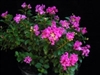 Crape Myrtle Lagerstroemia-Pocomoke  Rose Pink Blooms Zone 7