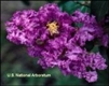 Crape Myrtle Lagerstroemia-Powhatan  Purple Violet Blooms Zone 7