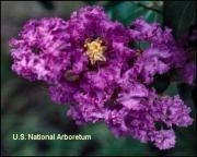 Crape Myrtle Lagerstroemia-Powhatan  Purple Violet Blooms Zone 7